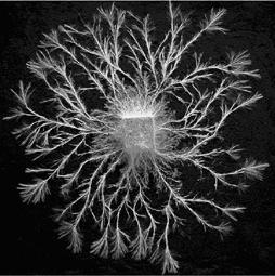 Foraging fungal mycelia as model experimental networks