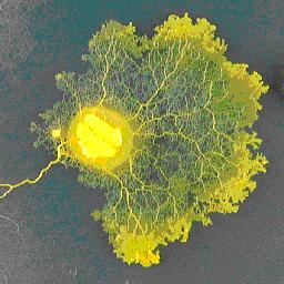 Network organization in slime molds